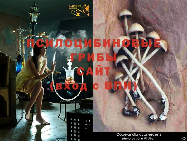 крисы Бородино